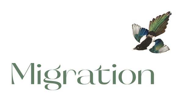 Migration Boutique 